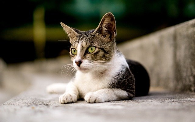 gatito veterinarios málaga