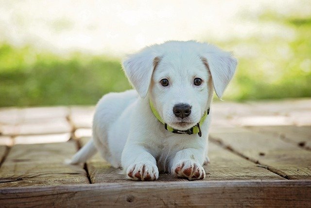 perrito veterinarias málaga